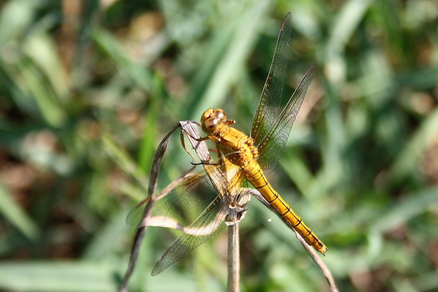 Orthetrum brunneum?